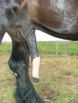 Horsecock pics ♥ Men with horse cock in pussy - Upicsz.com